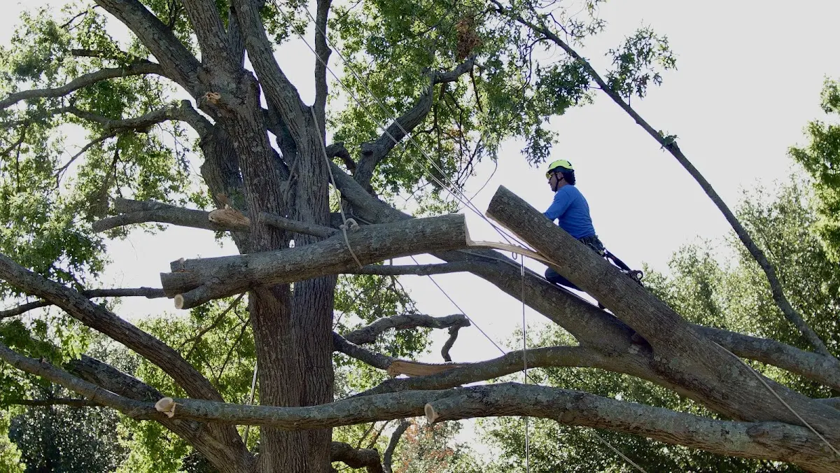 Professional Hazardous Tree Removal performed by certified arborists in Rewey