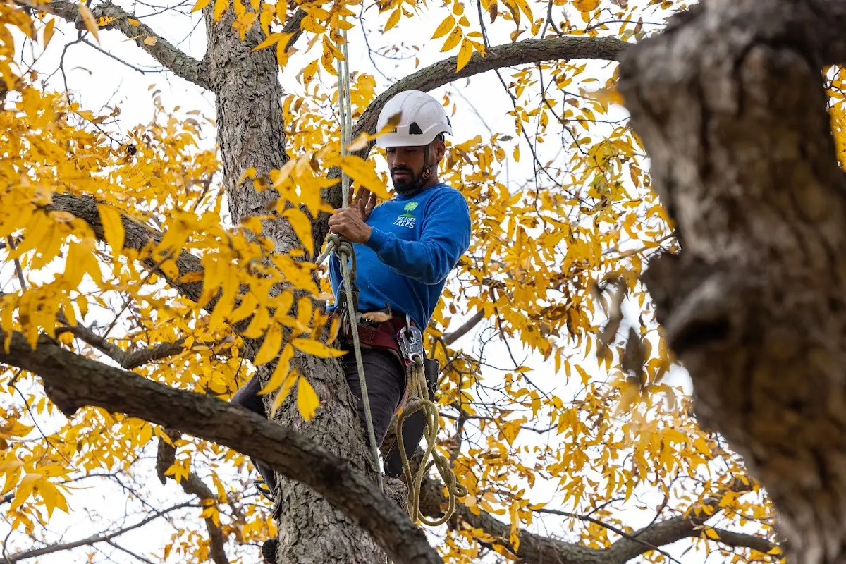 Skilled Tree Transplanting crew working in Rewey